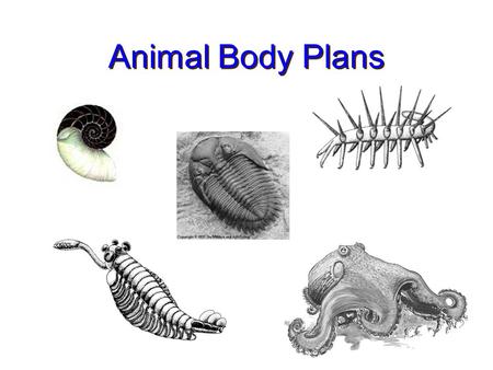 Animal Body Plans. Major Body Plan Characteristics of Animals Symmetry Primary Germ Layers Gut Organization Body Cavity Segmentation Skeletal Systems.