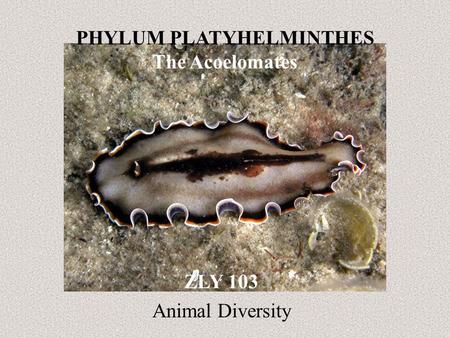 PHYLUM PLATYHELMINTHES The Acoelomates