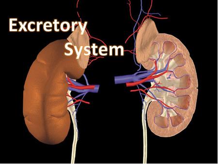 Excretory System o. Body Functions Remember: Toxins broken down in the liver end up in the blood. The cells receive nutrients form the blood and produce.