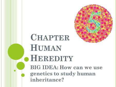 C HAPTER 14- H UMAN H EREDITY BIG IDEA: How can we use genetics to study human inheritance?