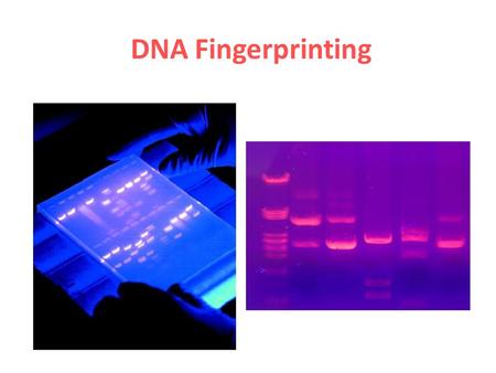 DNA Fingerprinting. Remember! The chemical structure of everyone’s DNA is the same! The only difference between people (or any other organism) is the.