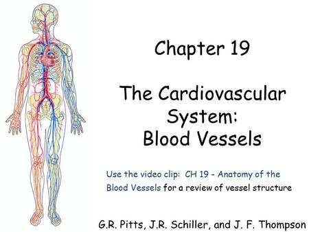 Chapter 19 The Cardiovascular System: Blood Vessels G. R. Pitts, J. R