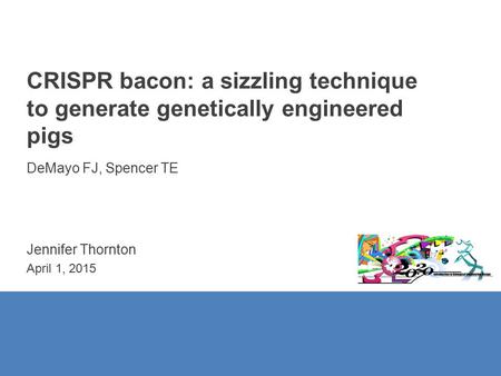 CRISPR bacon: a sizzling technique to generate genetically engineered pigs DeMayo FJ, Spencer TE Jennifer Thornton April 1, 2015.