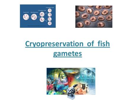 Cryopreservation of fish gametes