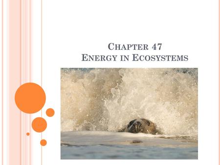 C HAPTER 47 E NERGY IN E COSYSTEMS. P RODUCERS PROVIDE ENERGY FOR OTHER ORGANISMS IN AN ECOSYSTEM. Producers = Plants Producers are also known as autotrophs.