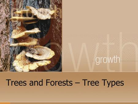 Trees and Forests – Tree Types. Tree Types There are many thousands of different kinds of trees but all true trees are separated into two (2) basic classifications: