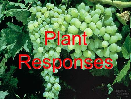 Plant Responses.