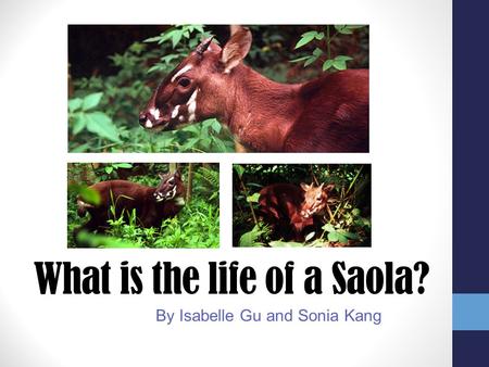 What is the life of a Saola?
