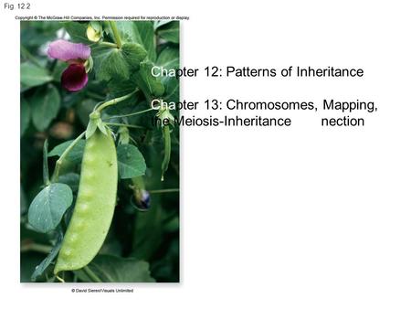 Chapter 12: Patterns of Inheritance