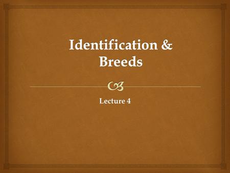Lecture 4.   Stallion or Stud?  Gelding  Mare  Colt  Filly  Weanling  Yearling  Foal Horse Identification.
