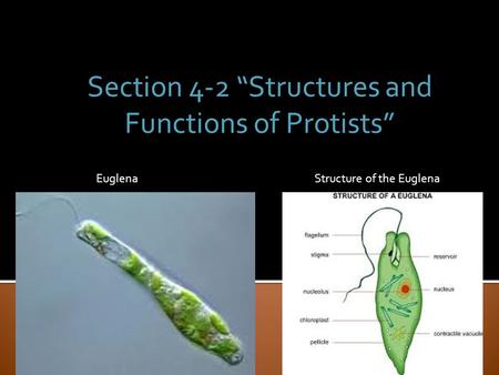 Section 4-2 “Structures and Functions of Protists”