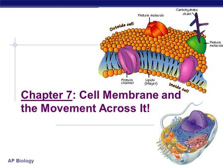 Chapter 7: Cell Membrane and the Movement Across It!