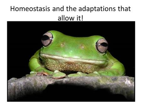 Homeostasis and the adaptations that allow it!