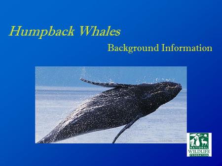 Humpback Whales Background Information. Physical Description The upper body color is black while the underside of the flippers, belly and flanks can be.