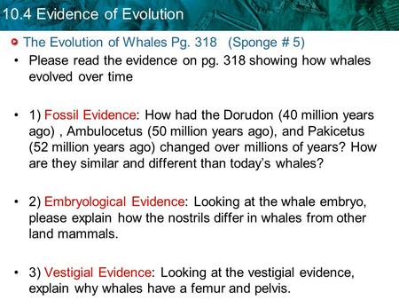 10.4 Evidence of Evolution The Evolution of Whales Pg. 318 (Sponge # 5) Please read the evidence on pg. 318 showing how whales evolved over time 1) Fossil.