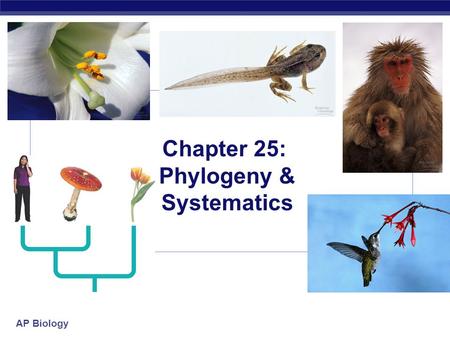Chapter 25: Phylogeny & Systematics