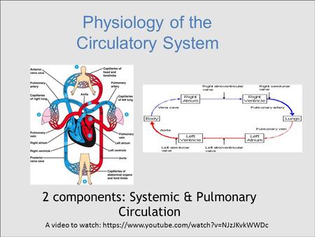 Physiology of the Circulatory System 2 components: Systemic & Pulmonary Circulation A video to watch: https://www.youtube.com/watch?v=NJzJKvkWWDc.