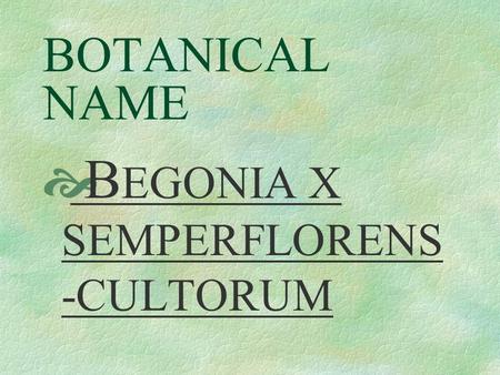 BOTANICAL NAME  B EGONIA X SEMPERFLORENS -CULTORUM.