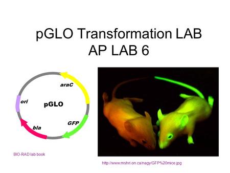 pGLO Transformation LAB AP LAB 6  BIO-RAD lab book pGLO ori bla GFP araC.