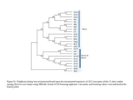 Figure S1. Neighbour joining tree reconstructed based upon the concatenated sequences of 2822 core genes of the 25 citrus canker causing Xanthomonas strains.