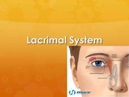 Lacrimal System.