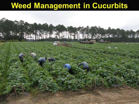 Weed Management in Cucurbits. Curcurbits Select Max Sinbar Alanap Sandea Curbit Herbicide/Mulch relations.