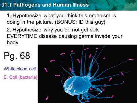31.1 Pathogens and Human Illness 1. Hypothesize what you think this organism is doing in the picture. (BONUS: ID this guy) 2. Hypothesize why you do not.