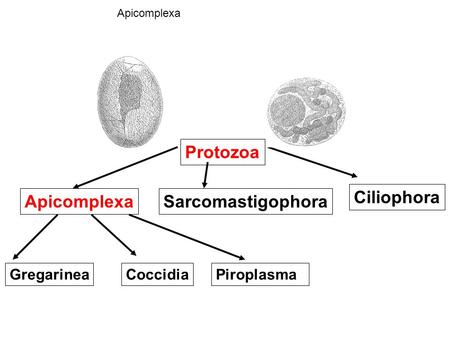 Protozoa Ciliophora Apicomplexa Sarcomastigophora Gregarinea Coccidia