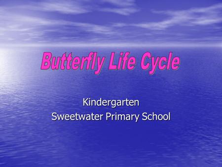 Kindergarten Sweetwater Primary School 1. The Egg The female butterfly lays an egg on a leaf. The female butterfly lays an egg on a leaf.