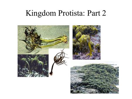Kingdom Protista: Part 2. Photosynthetic Phyla (the algae) Myzozoa- dinoflagellates. Euglenozoa- euglenoids. Cryptophyta- cryptomonads. Haptophyta- haptophytes.