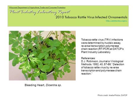 Wisconsin Department of Agriculture, Trade and Consumer Protection Plant Industry Laboratory Report 2010 Tobacco Rattle Virus Infected Ornamentals