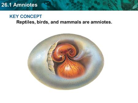 KEY CONCEPT  Reptiles, birds, and mammals are amniotes.