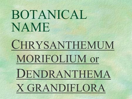 BOTANICAL NAME C HRYSANTHEMUM MORIFOLIUM or D ENDRANTHEMA X GRANDIFLORA.