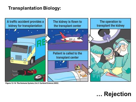 … Rejection Transplantation Biology:. Kidney rejection: