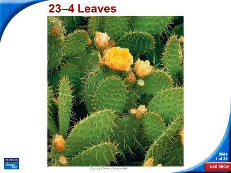End Show Slide 1 of 32 Copyright Pearson Prentice Hall 23–4 Leaves.