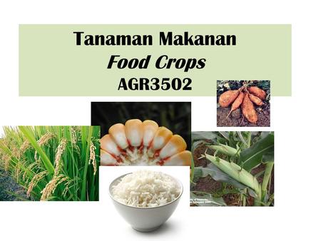 Tanaman Makanan Food Crops AGR3502. Corn = Maize Zea mays family:Poaceae.