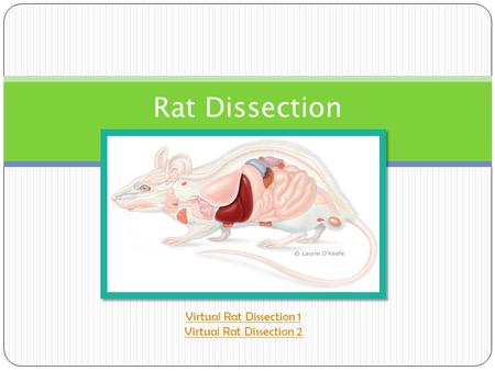 Rat Dissection Virtual Rat Dissection 1 Virtual Rat Dissection 2.
