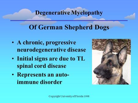 Degenerative Myelopathy Copyright University of Florida 1998 Of German Shepherd Dogs A chronic, progressive neurodegenerative disease Initial signs are.