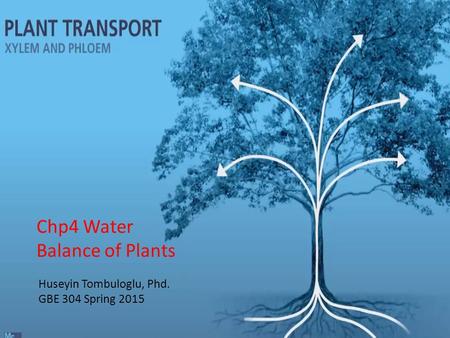 Huseyin Tombuloglu, Phd. GBE 304 Spring 2015 Chp4 Water Balance of Plants.