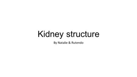 Kidney structure By Natalie & Rutendo. Kidney: Internal Structure 1 2 5 6 9 7 8 3434 10 1 – Cortex 2 – Medulla 3 - Renal pyramid 4 – Renal Papilla 5 –