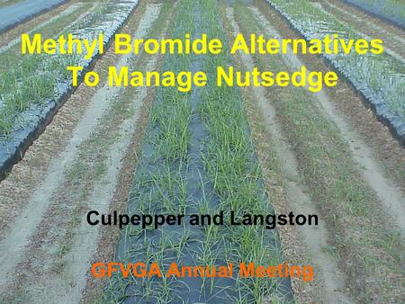Methyl Bromide Alternatives To Manage Nutsedge Culpepper and Langston GFVGA Annual Meeting.
