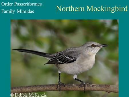 Northern Mockingbird Order Passeriformes Family Mimidae.
