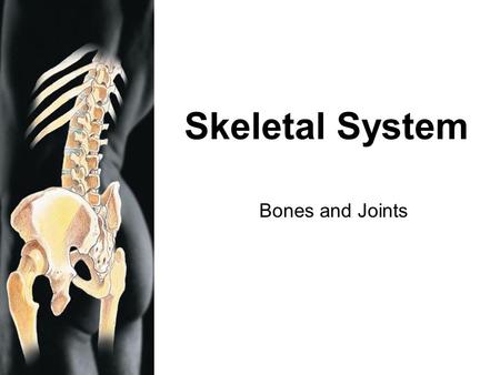 RMC Design Skeletal System Bones and Joints. RMC Design Function of the Skeletal System Five basic functions of the skeletal system: (1) Support- framework.