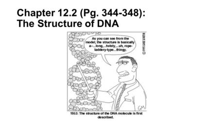 Chapter 12.2 (Pg ): The Structure of DNA