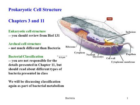 Bacteria1 Ribosome Cytoplasm Nucleoid Glycocalyx Cell wall Cytoplasmic membrane Flagellum Inclusions Prokaryotic Cell Structure Chapters 3 and 11 Eukaryotic.