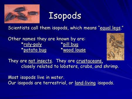 Isopods Scientists call them isopods, which means “equal legs.” Other names they are known by are: *roly-poly*pill bug *potato bug*wood louse They are.