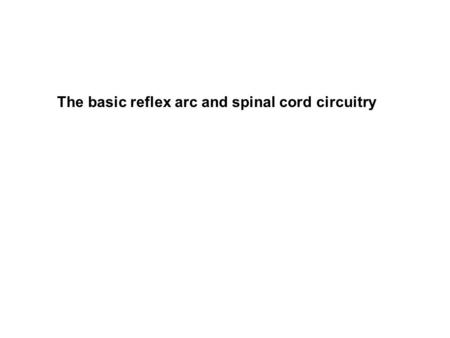 The basic reflex arc and spinal cord circuitry
