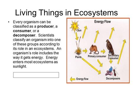 Living Things in Ecosystems Every organism can be classified as a producer, a consumer, or a decomposer. Scientists classify an organism into one of these.