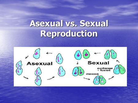 Asexual vs. Sexual Reproduction. Two basic reproductive modes Asexual reproduction Asexual reproduction - Requires only one parent - Requires only one.