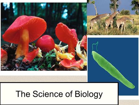 Chapter 1 The Science of Biology.